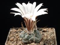 Thumbnail of 1548_Turbinicarpus schwarzii_20070415(1).jpg